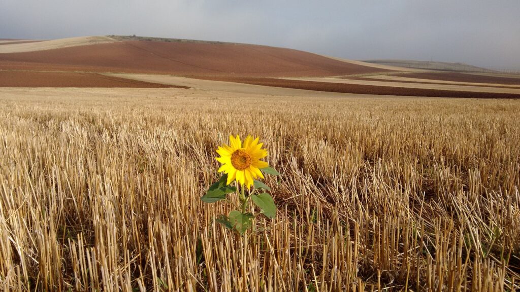 path, saint, sunflower-2400885.jpg